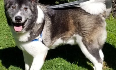 Midwest Akita Rescue Society (MARS) - Serving the Illinois, Indiana