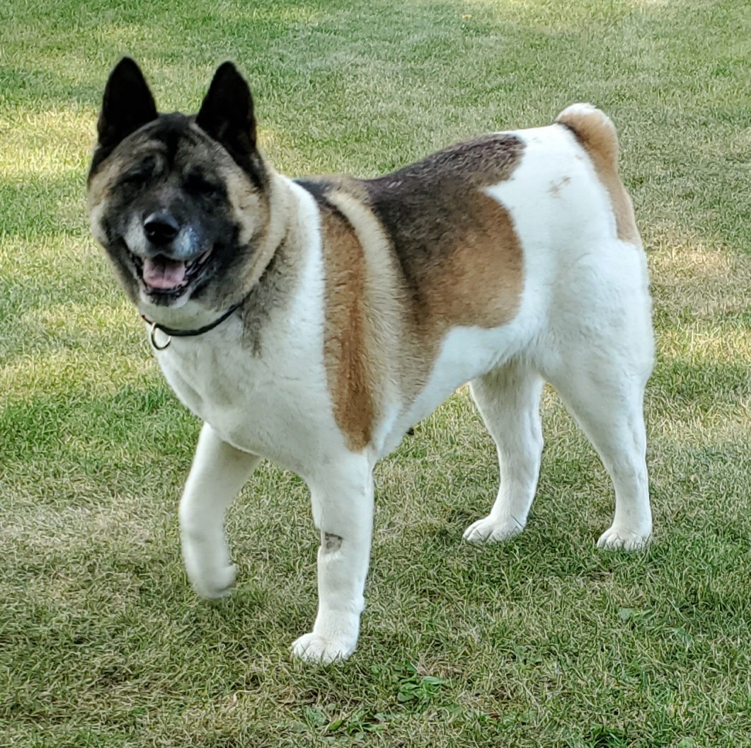 Midwest Akita Rescue Society (MARS) - Serving the Illinois, Indiana