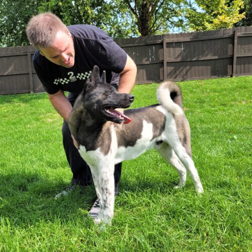 Midwest Akita Rescue Society (MARS) - Serving the Illinois, Indiana