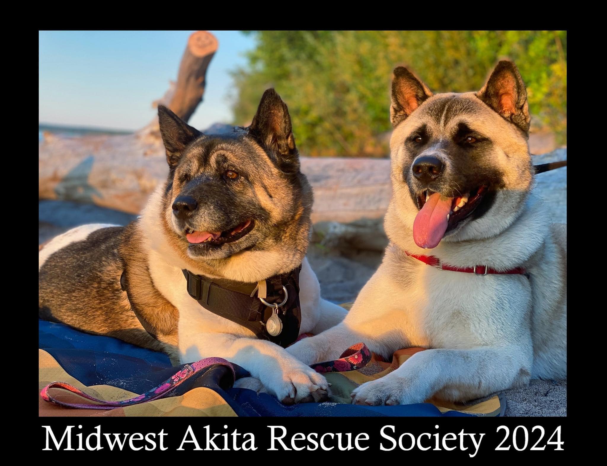 2024 MARS Calendars now available! - Midwest Akita Rescue Society