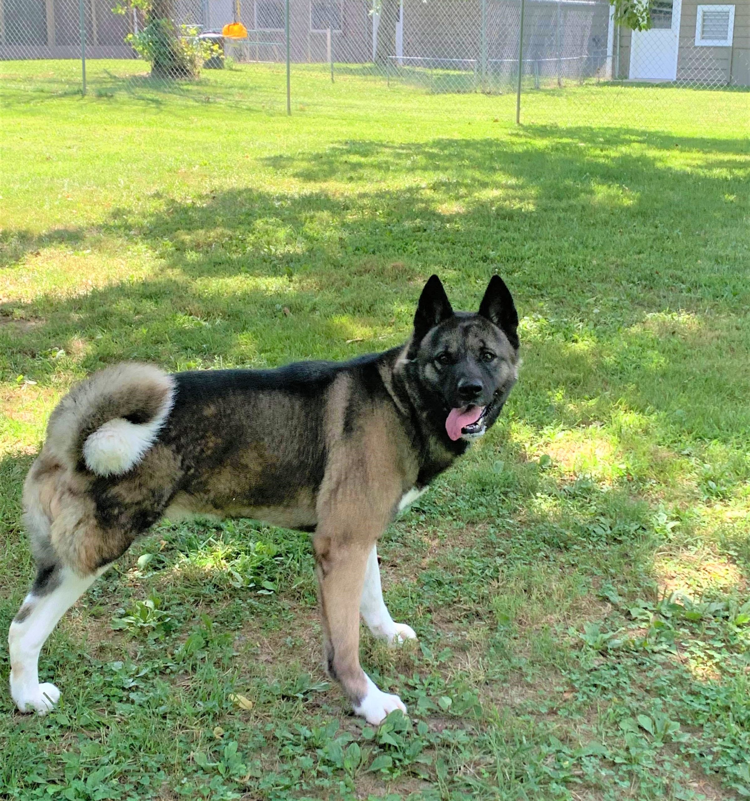 BAILEY (MARS Orphan) - Midwest Akita Rescue Society