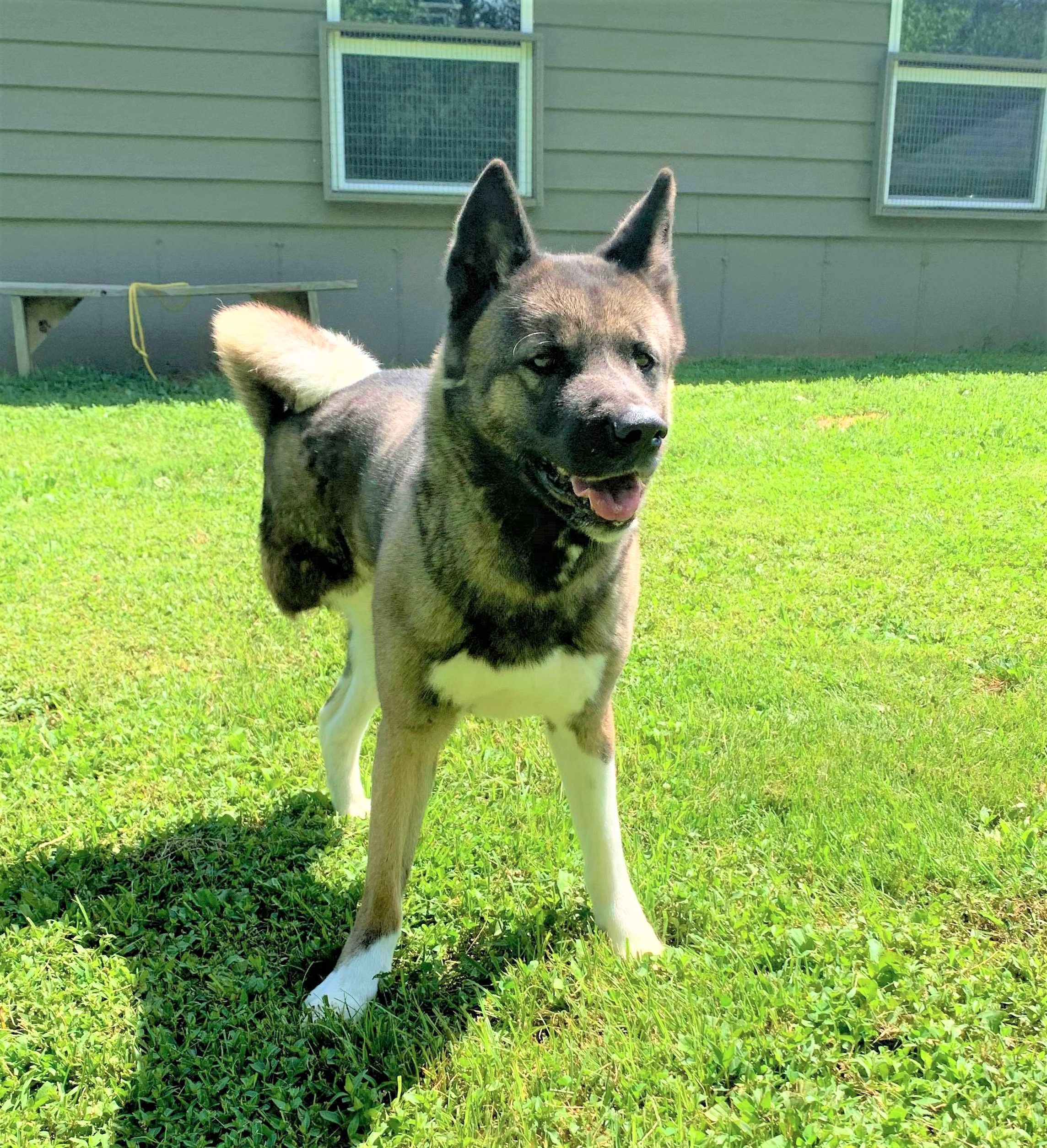 BAILEY (MARS Orphan) - Midwest Akita Rescue Society