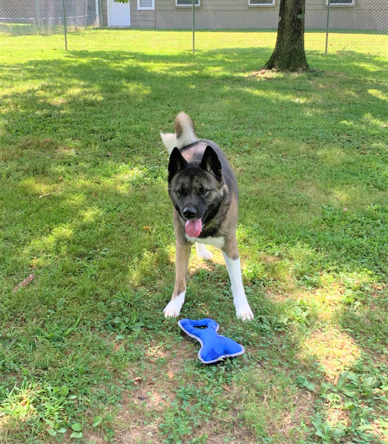 BAILEY (MARS Orphan) - Midwest Akita Rescue Society