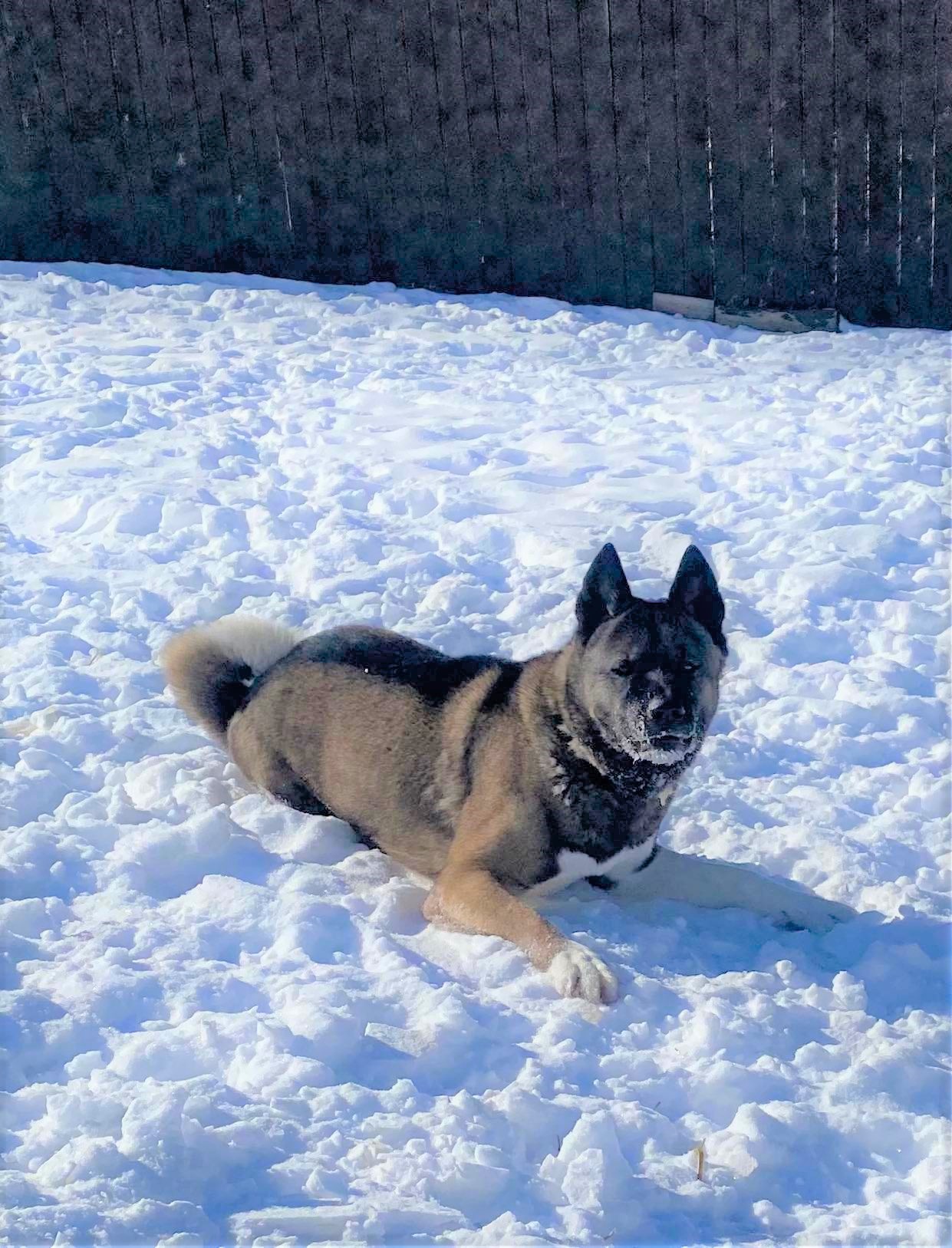 BAILEY (MARS Orphan) - Midwest Akita Rescue Society