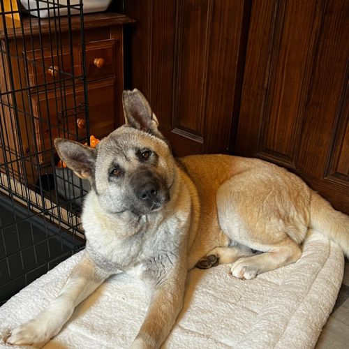 Midwest Akita Rescue Society (MARS) - Serving the Illinois, Indiana