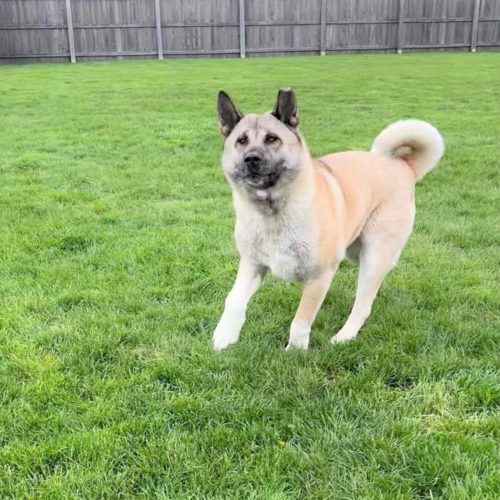 LISA (MARS Orphan) - Midwest Akita Rescue Society