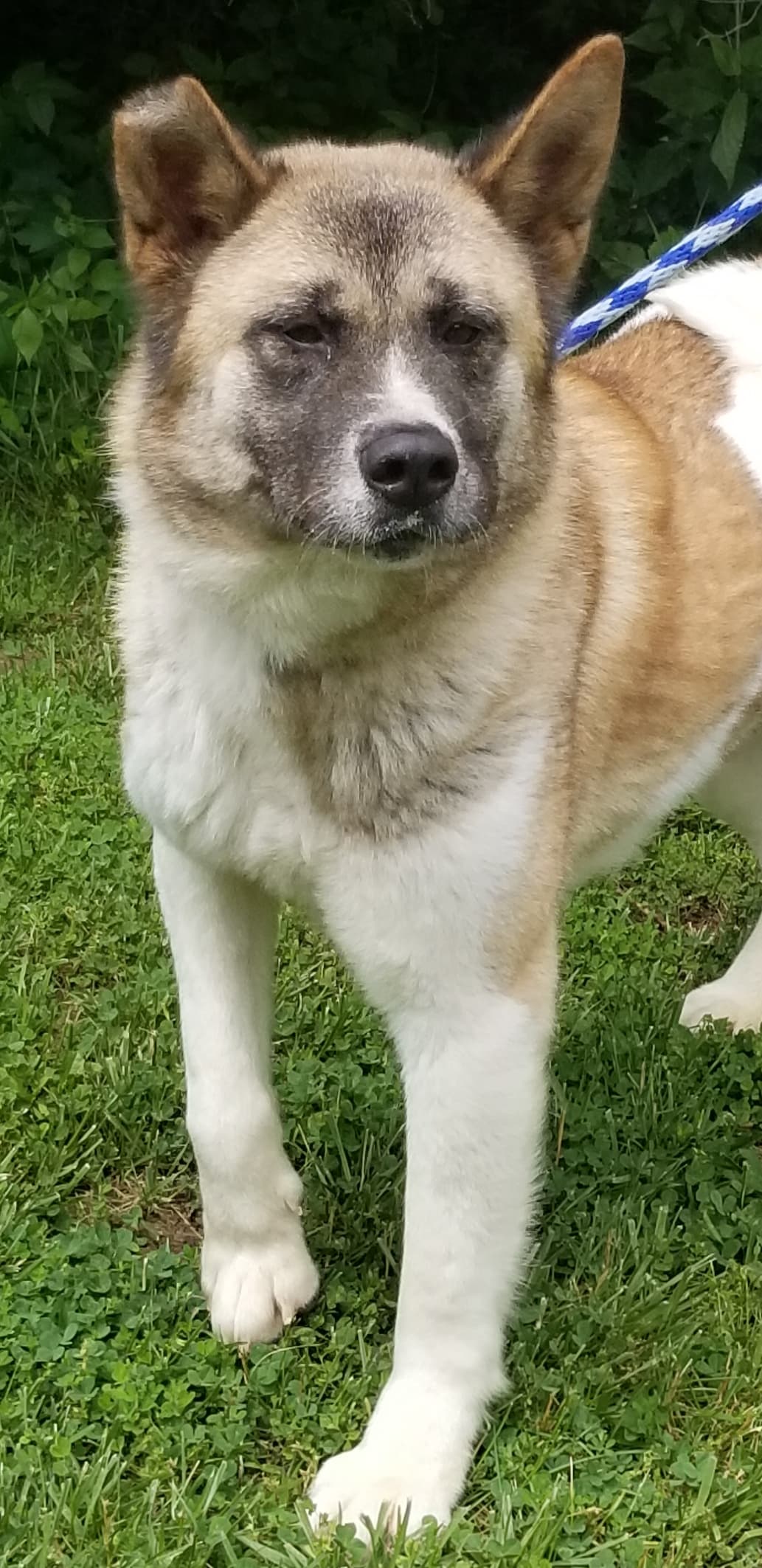 PINTO/Ginger (MARS Orphan) - Midwest Akita Rescue Society