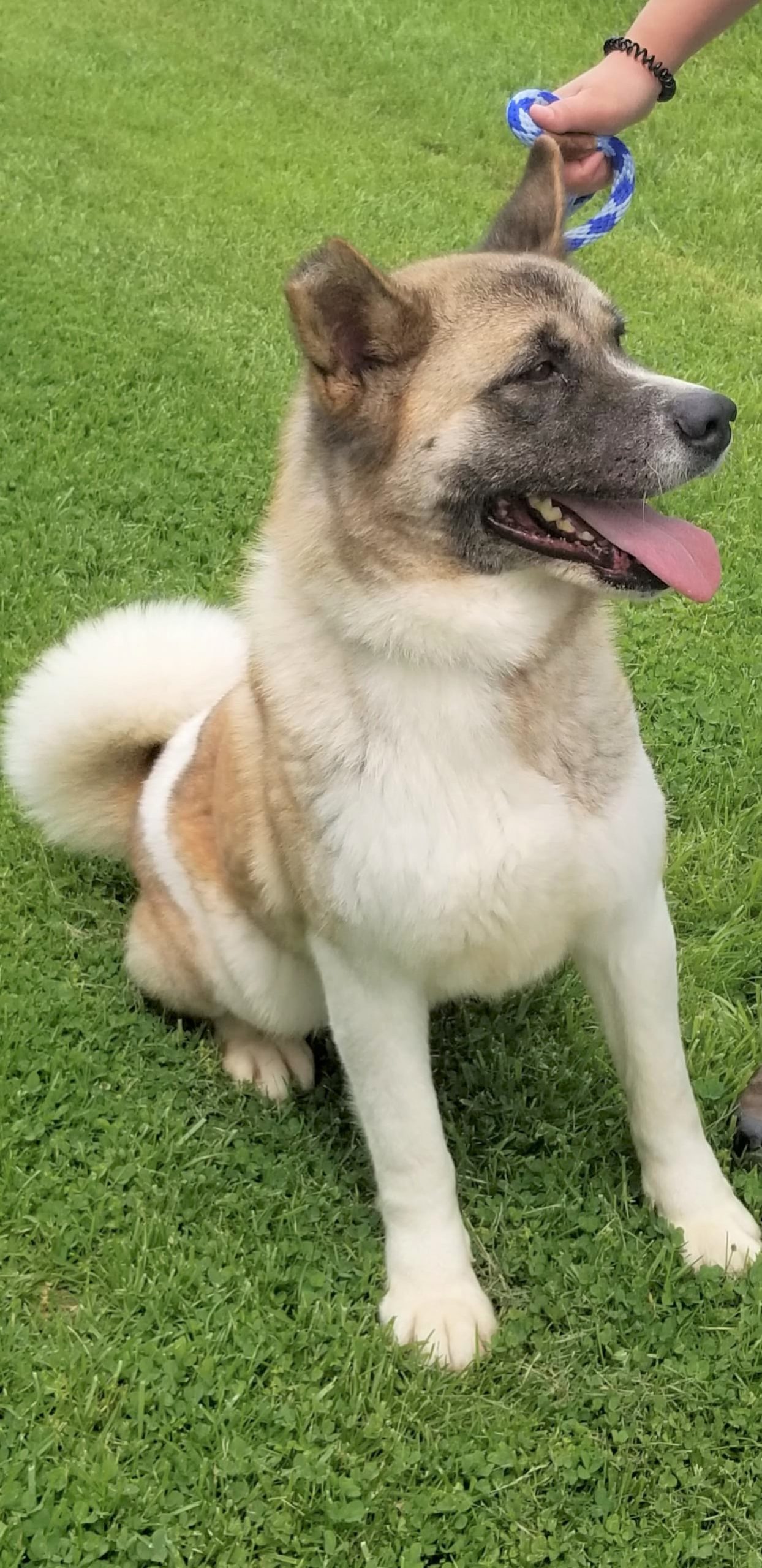 PINTO/Ginger (MARS Orphan) - Midwest Akita Rescue Society