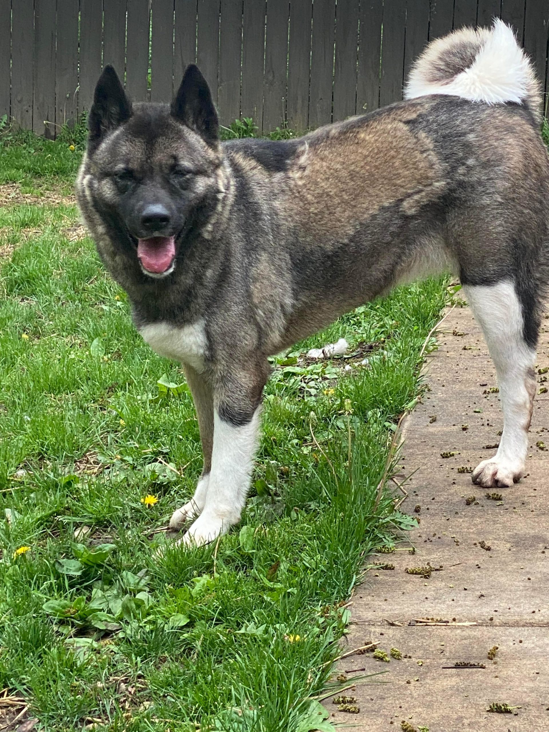 BAILEY (MARS Orphan) - Midwest Akita Rescue Society