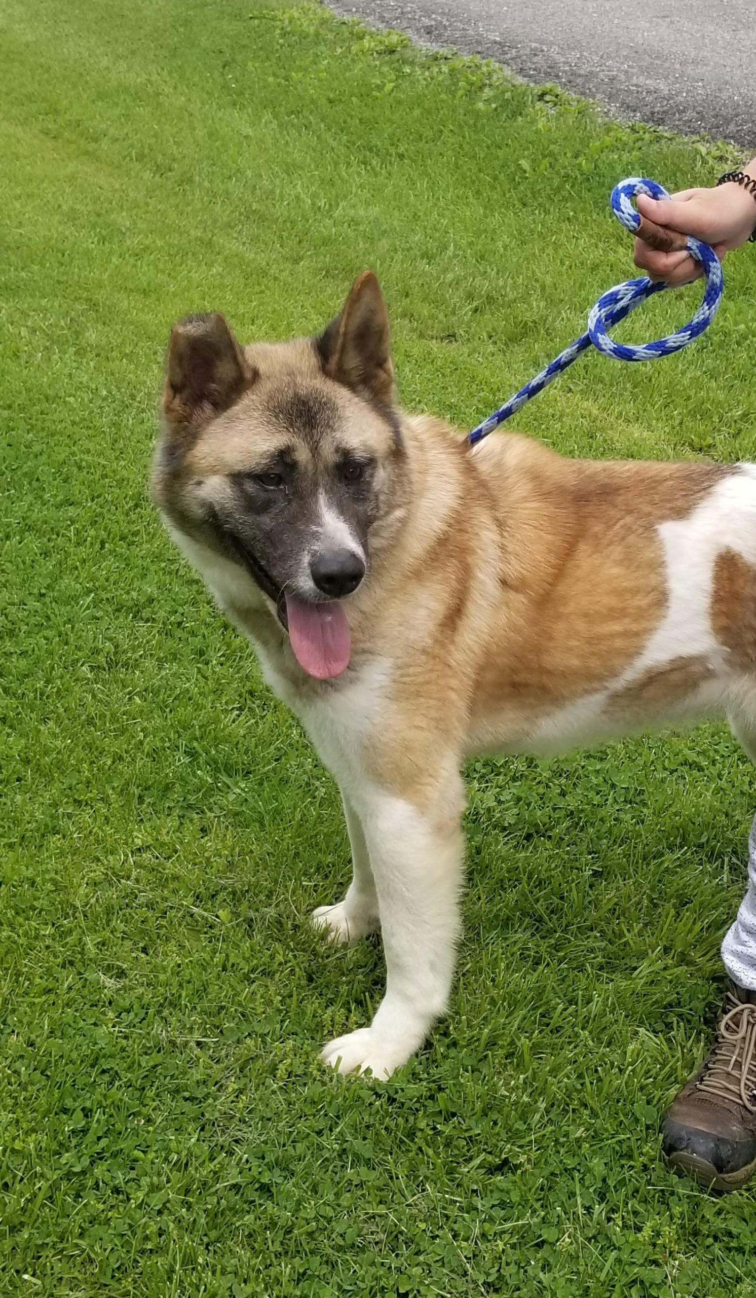 PINTO/Ginger (MARS Orphan) - Midwest Akita Rescue Society