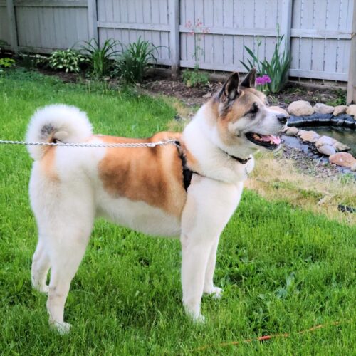 Midwest Akita Rescue Society (MARS) - Serving the Illinois, Indiana