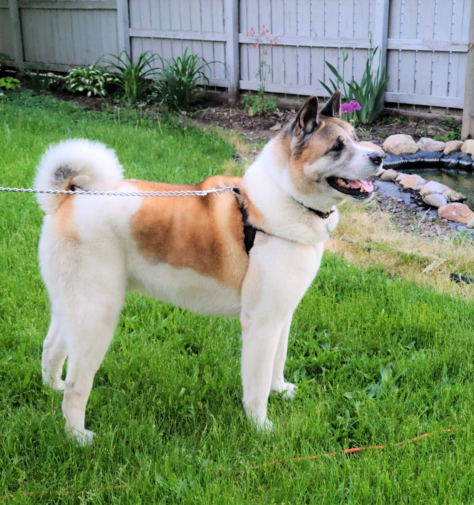 TEDDY (MARS Orphan) - Midwest Akita Rescue Society