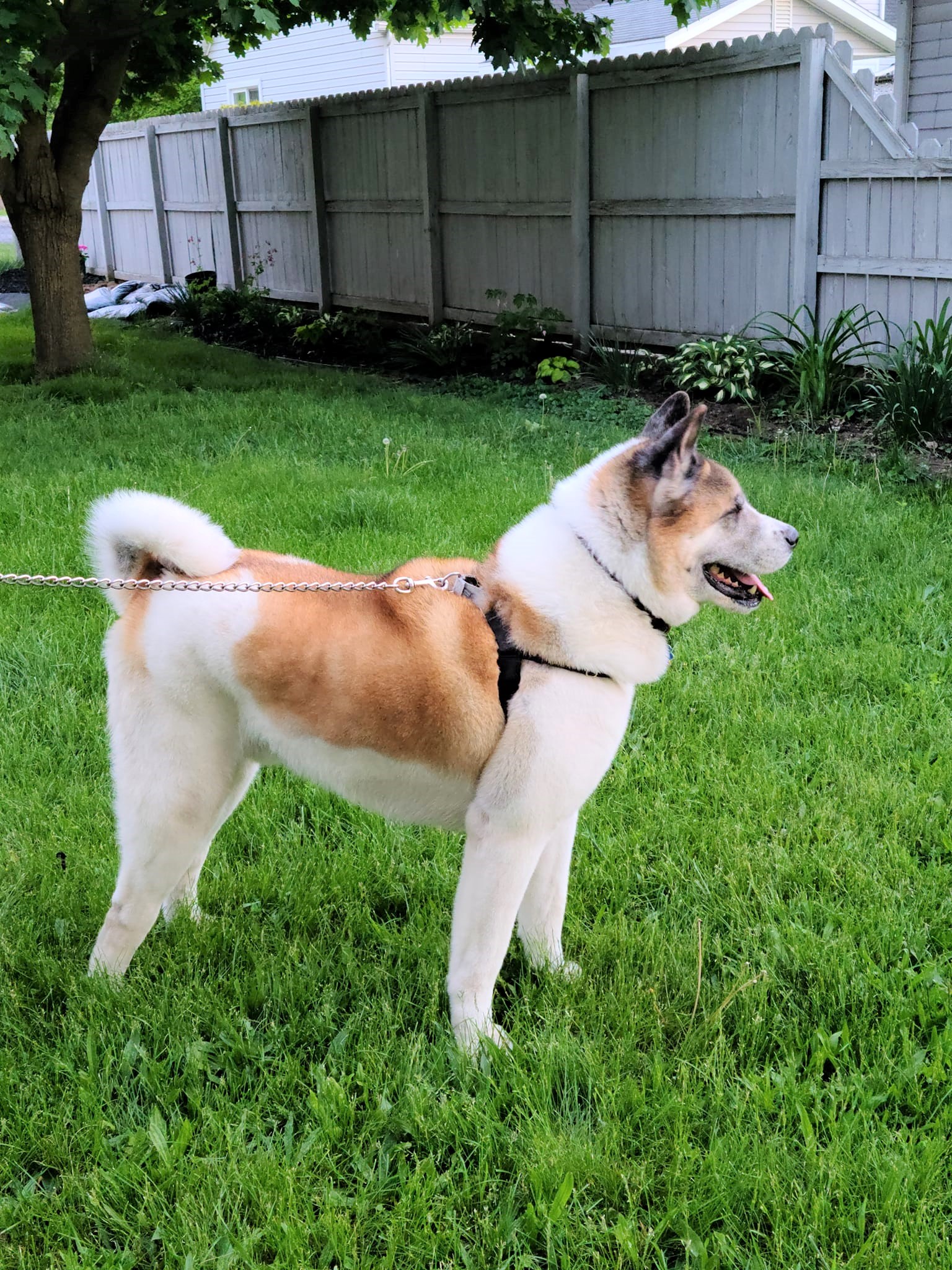 TEDDY (MARS Orphan) - Midwest Akita Rescue Society