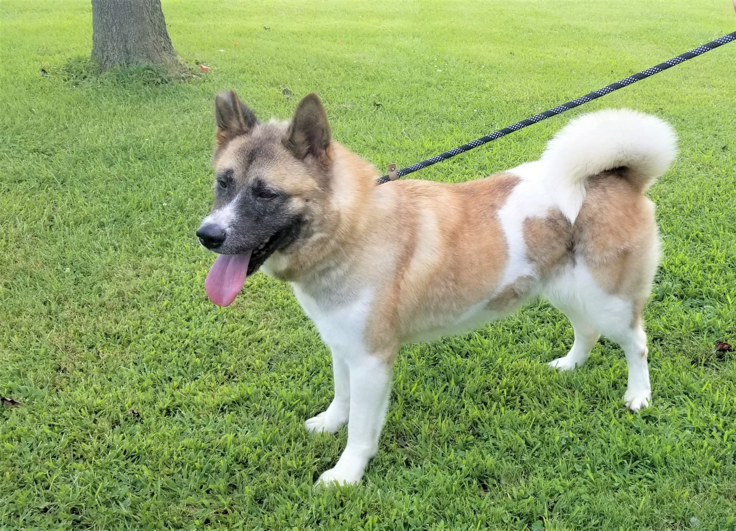 PINTO/Ginger (MARS Orphan) - Midwest Akita Rescue Society