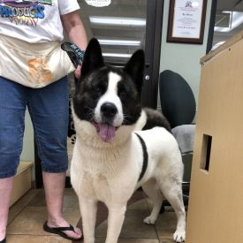 Adoptable Dogs - Midwest Akita Rescue Society