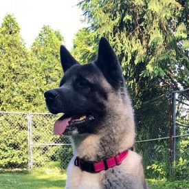 Adoptable Dogs - Midwest Akita Rescue Society