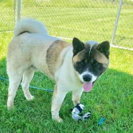 Adoptable Dogs - Midwest Akita Rescue Society