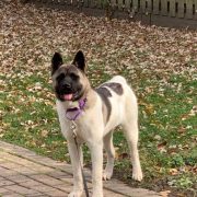 Midwest Akita Rescue Society (MARS) - Serving the Illinois, Indiana