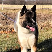 Midwest Akita Rescue Society (MARS) - Serving the Illinois, Indiana