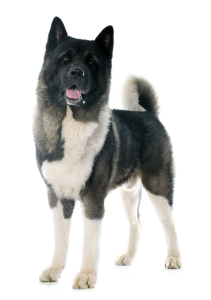 show me a picture of an akita