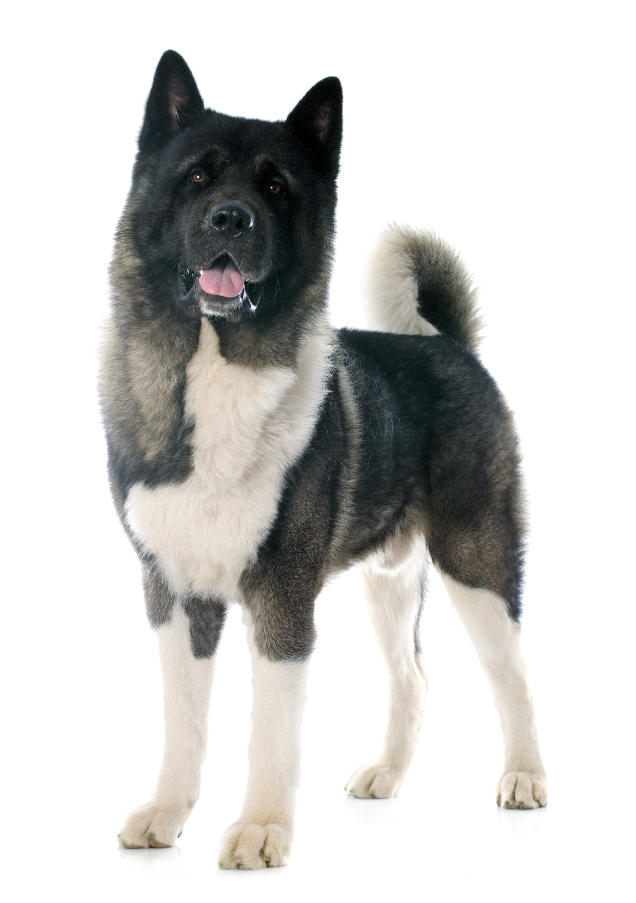 Is An Akita Right For Me Adopting Midwest Akita Rescue Society