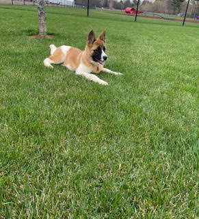 BAXTER (Owner/Shelter Courtesy Post) - Midwest Akita Rescue Society