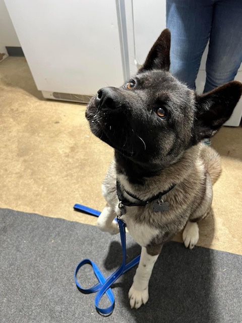 Charlie Mars Orphan Midwest Akita Rescue Society