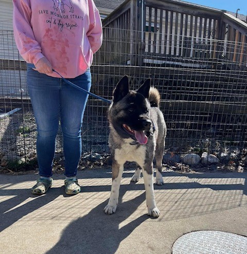 CHARLIE (MARS Orphan) - Midwest Akita Rescue Society