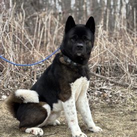 Edgar