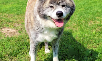 akita is ill with pseudorabies