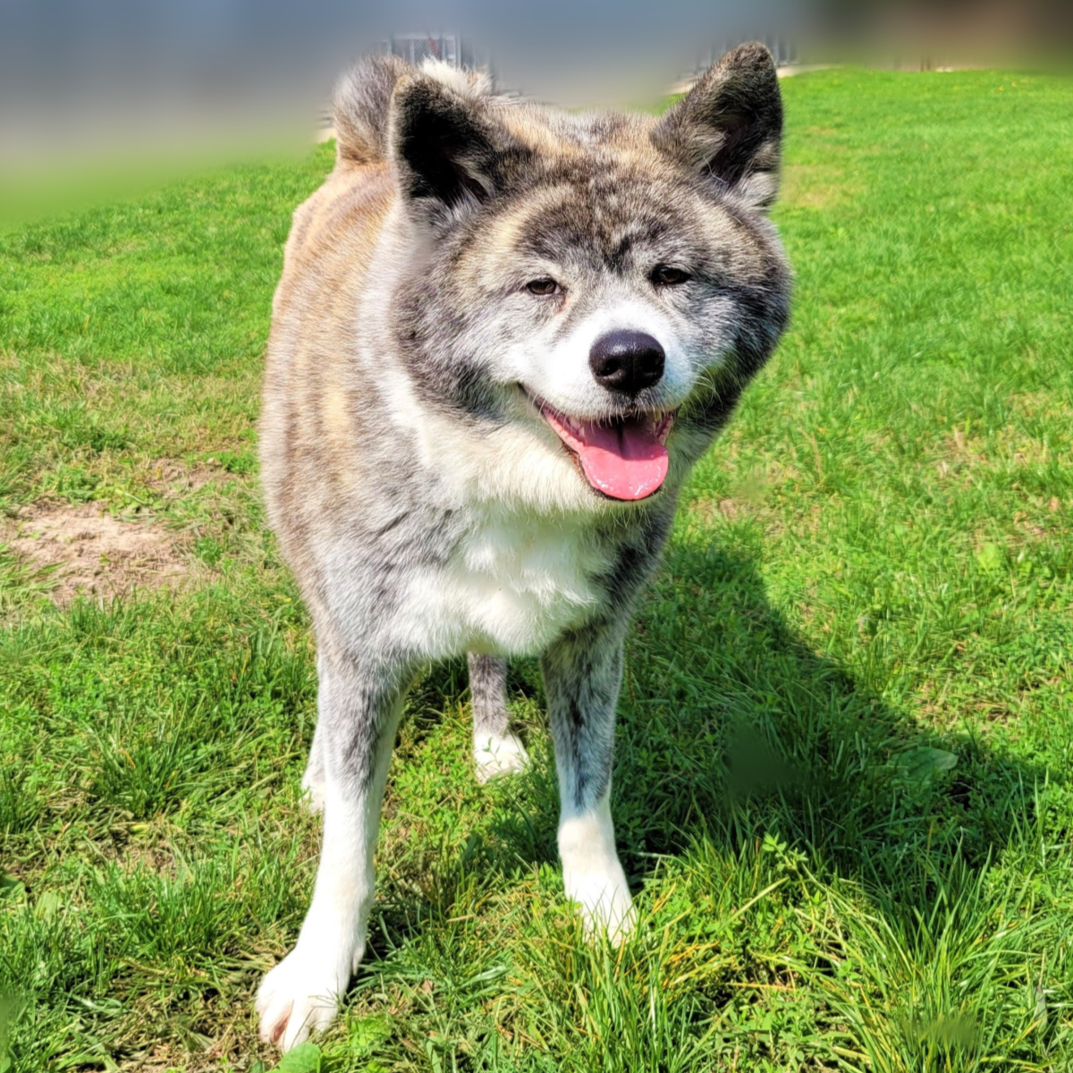 Midwest Akita Rescue Society (MARS) - Serving the Illinois, Indiana