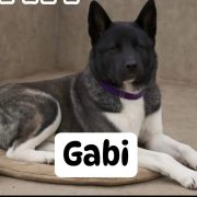 Gabi