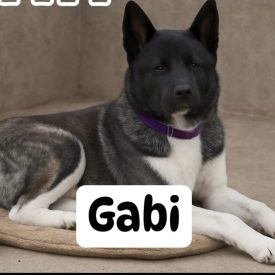 Gabi