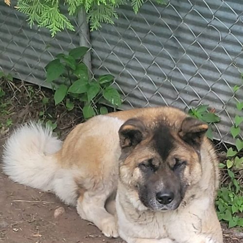 JUPITER (Owner/Shelter Courtesy Post) - Midwest Akita Rescue Society