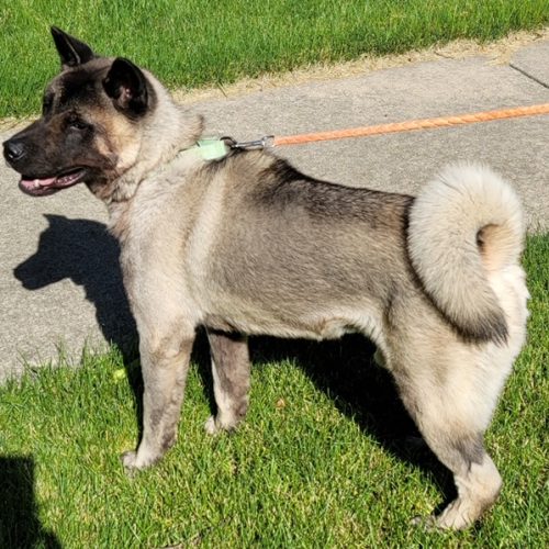 LOOMIS (MARS Orphan) - Midwest Akita Rescue Society