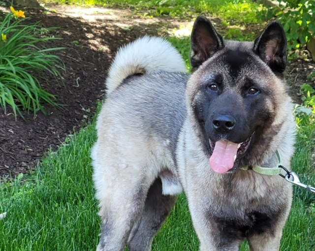 LOOMIS (MARS Orphan) - Midwest Akita Rescue Society