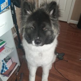 LUCI