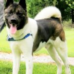 Midwest Akita Rescue Society (MARS) - Serving the Illinois, Indiana ...