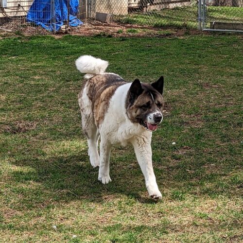 NIKO (Owner/Shelter Courtesy Post) - Midwest Akita Rescue Society