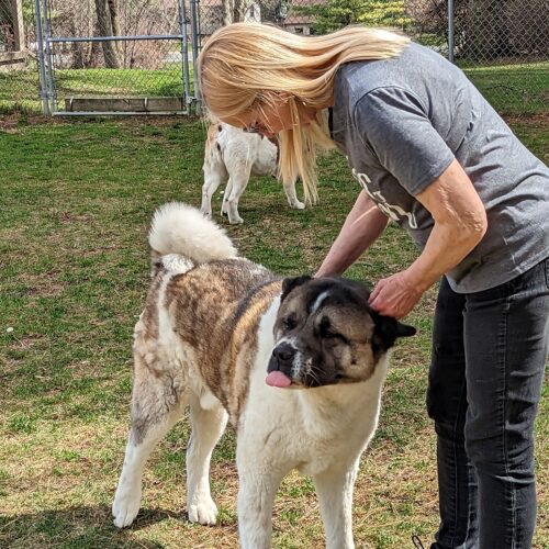 NIKO (Owner/Shelter Courtesy Post) - Midwest Akita Rescue Society