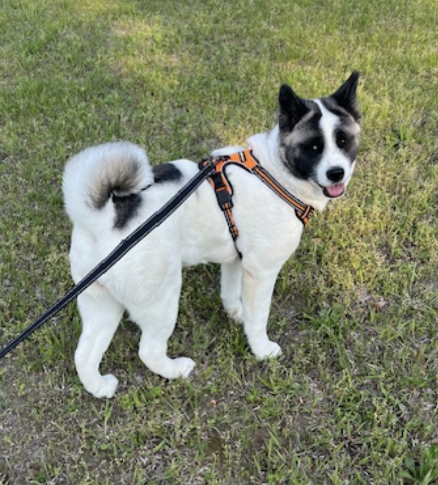 NOVA (MARS Orphan) - Midwest Akita Rescue Society