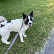 NOVA (MARS Orphan) - Midwest Akita Rescue Society