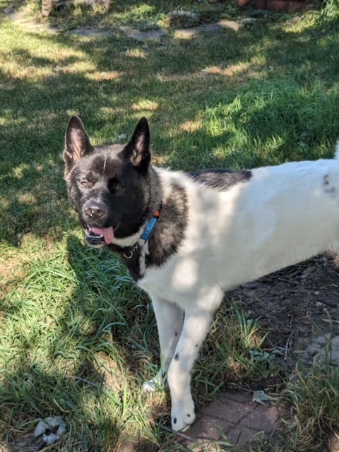 OPHELIA (MARS Orphan) - Midwest Akita Rescue Society