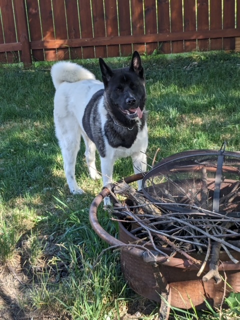 OPHELIA (MARS Orphan) - Midwest Akita Rescue Society