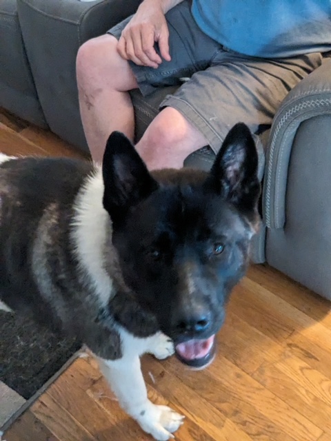 OPHELIA (MARS Orphan) - Midwest Akita Rescue Society