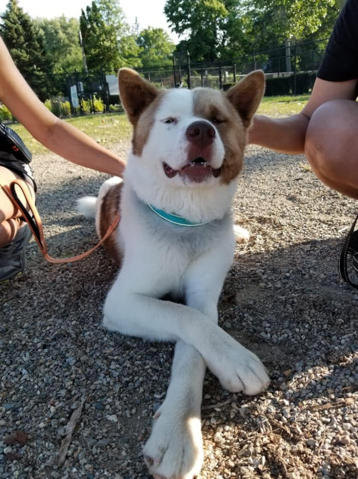 PEACHES (Owner/Shelter Courtesy Post) - Midwest Akita Rescue Society