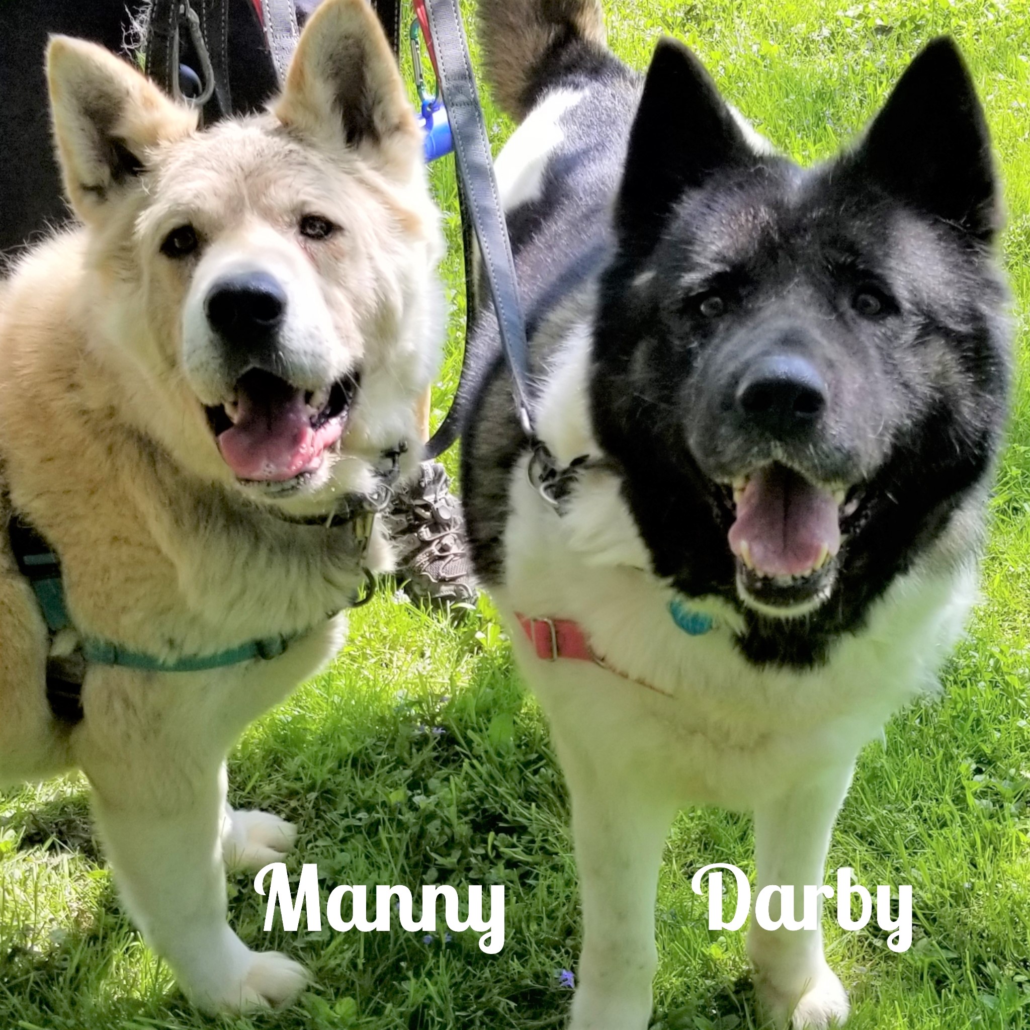 BAILEY (MARS Orphan) - Midwest Akita Rescue Society