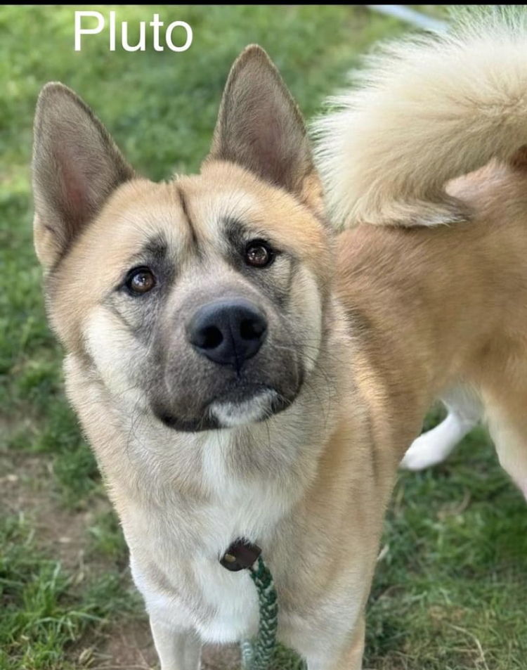 PLUTO (Owner/Shelter Courtesy Post) - Midwest Akita Rescue Society