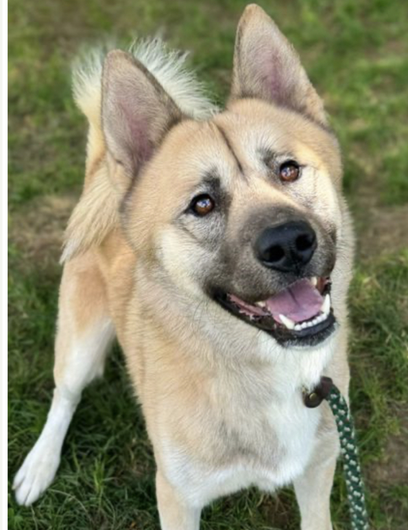 PLUTO (Owner/Shelter Courtesy Post) - Midwest Akita Rescue Society