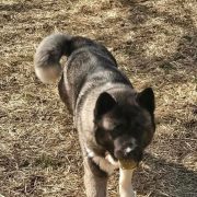Sherman